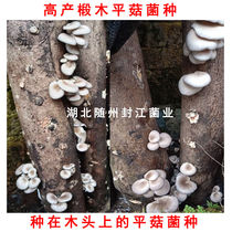Oyster Mushroom Strain Mushroom Strain in wood Oyster Mushroom Strain Linden Pine Oyster Mushroom Strain Oyster Mushroom