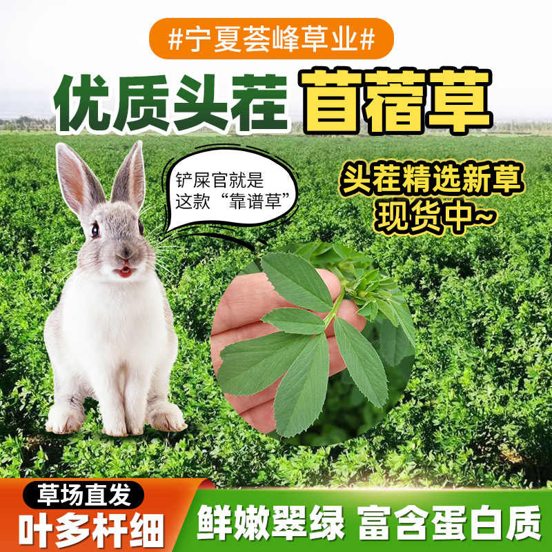 Curated visual reference: Best Way To Feed Alfalfa Hay To Rabbits With Urinary Reference: Alfalfa Hay 1Kg 2Kg The Perfect Feed For Your Pet