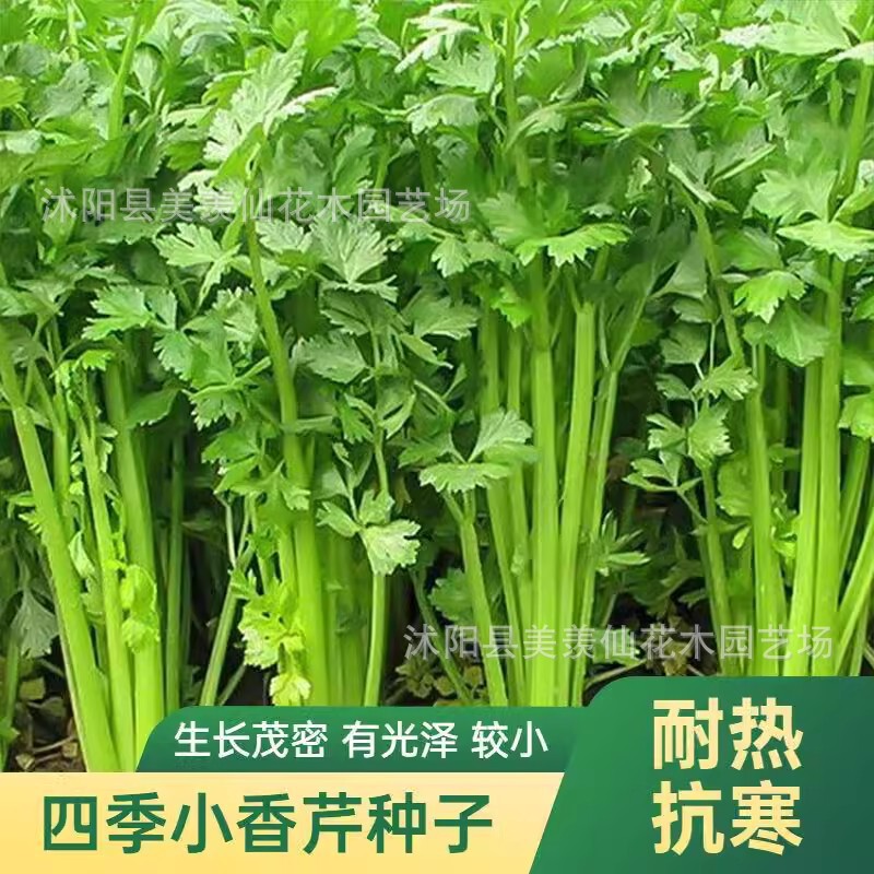 Four season small celery seeds, small celery seeds, farmer'