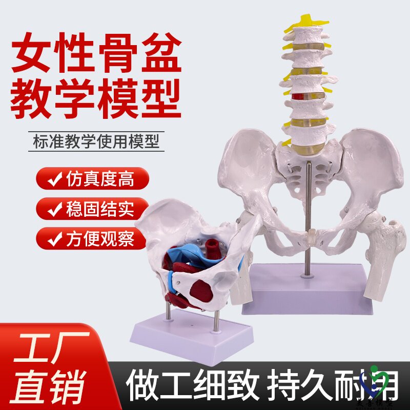 教学仿真盆底肌女性骨盆及子宫模型女性盆腔结构膀胱盆底肌肉康复