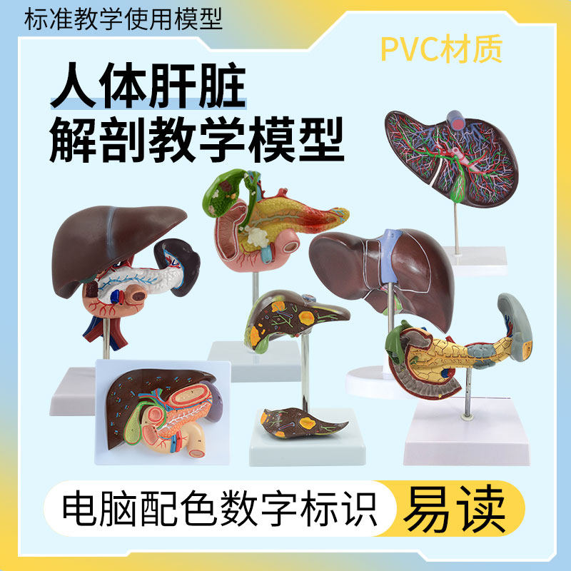 仿真人体肝脏模型肝解剖肝胆胰脾十二指肠病变肝胆胰肝胆胰胃切面