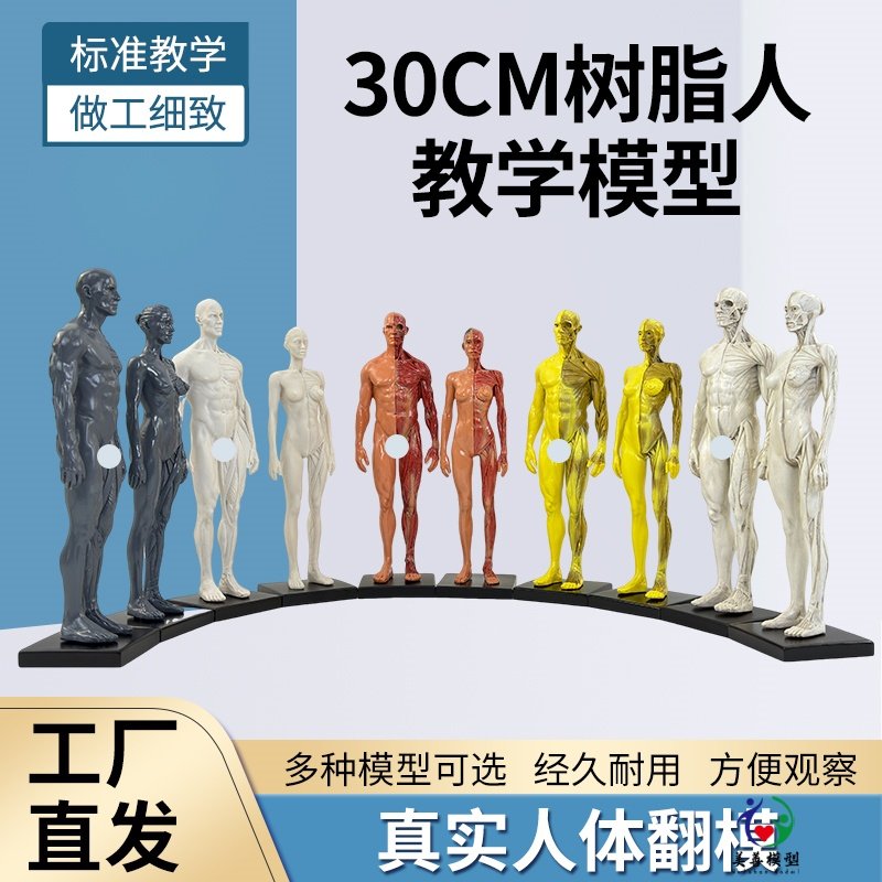 30cm艺用树脂人体模型 肌肉骨骼解剖结构美术模型 CG绘画雕塑教学