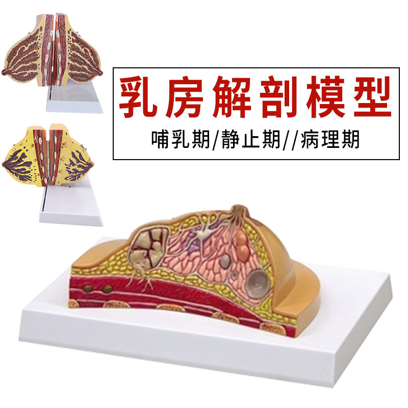 乳房模型胸部解剖模型静止期哺乳期女性病变乳腺结构乳房医学教具