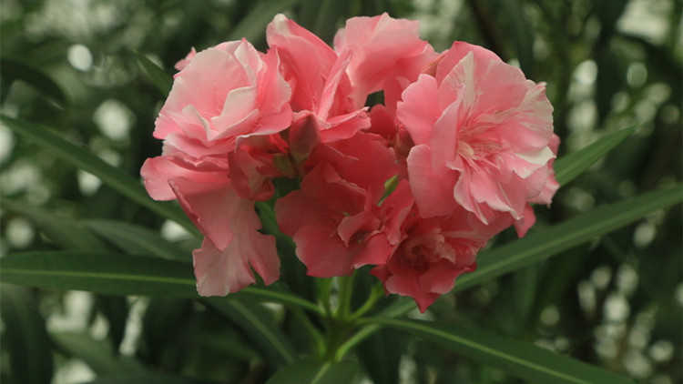 毒蠍美花丨夾竹桃 瞭解一下種植方法 淘寶海外