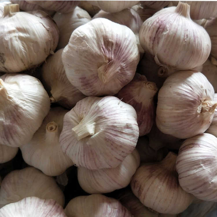 Guizhou White Peel Dry Garlic 5 catty Garlic Head Non Purple Peel Solo Garlic Farmhouse Edible Dry Garlic in Self-growing Dining Kitchen