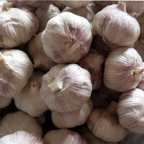 Guizhou specialty primary agricultural products farmhouse white garlic five catties of dry garlic selected large Zunyi producing area straight hair
