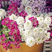 Fragrant snowball flower seed for many years raw and cold flower seed flowers large landscape greening indoor hanging snowball seeds