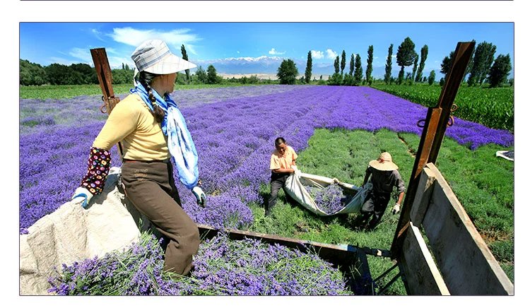 Tinh dầu oải hương Tân Cương [Purple Beauty Collection Official] 20ml Hương liệu đơn phương - Tinh dầu điều trị