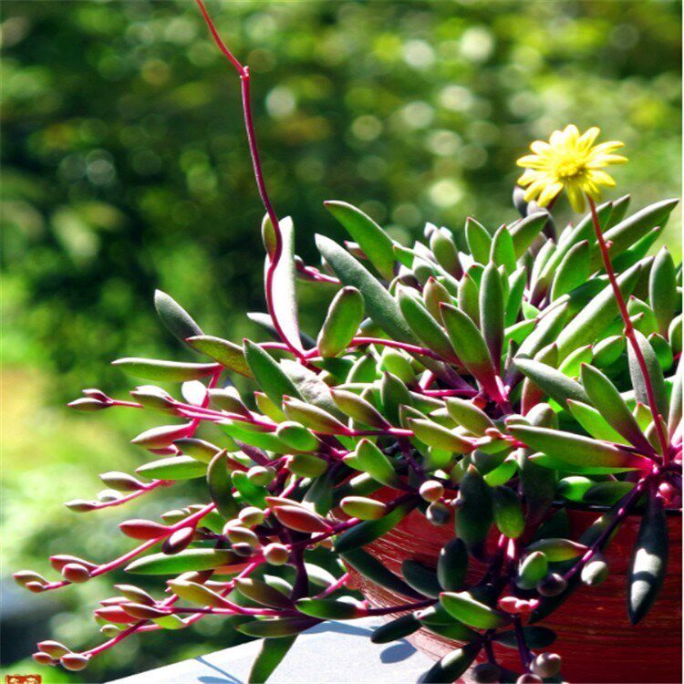 Extra large purple Xuanyue Chlorophytum extra large purple Xuanyue Chlorophytum old pile Chlorophytum pot office flower adults