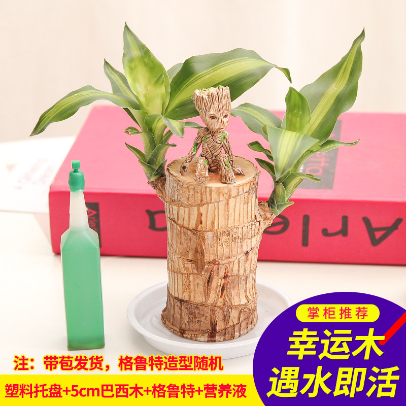 柠彩 巴西木盆栽 天猫优惠券折后￥9.9起包邮（￥19.9-10）赠格鲁特1个