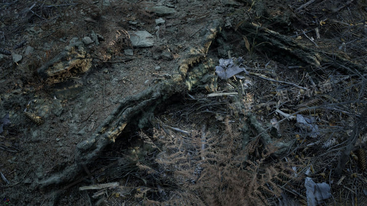 图片[17]-MW Burned Dead Trees Forest Biome燃烧森林死树枯木UE5虚幻5.1-cg男孩