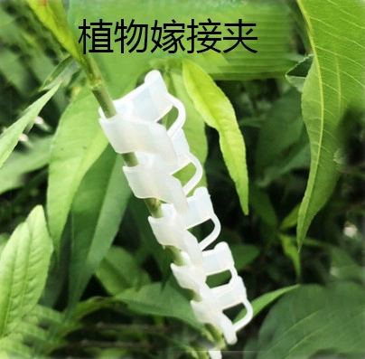 Dụng cụ làm vườn Kẹp ghép cây cà chua Kẹp ghép cây giống Kẹp ghép cà chua Kẹp ghép cà tím Chất liệu mềm mại không làm tổn thương cây con - Nguồn cung cấp vườn