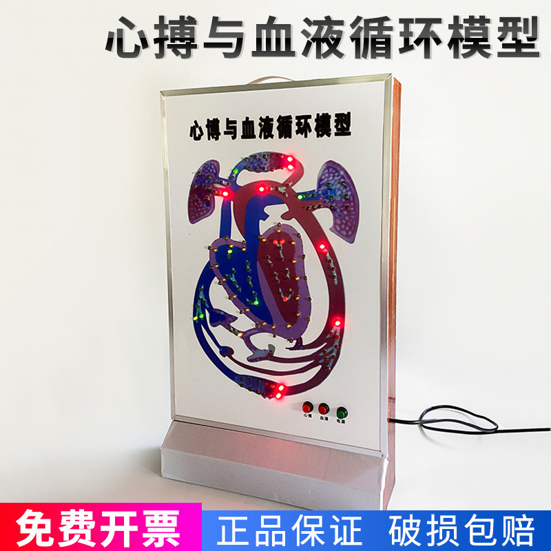 乳白色心博与血液循环模型 电动心脏教学器材 初高中生物实验演示装置