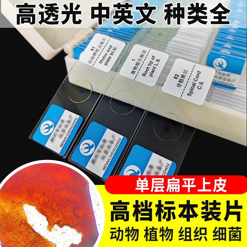 单层扁平上皮切片装片生物切片涂片小学初中高中生物科学实验切片