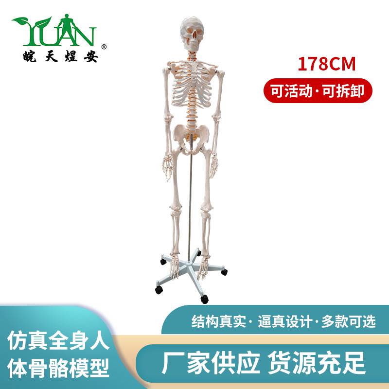 人体骨骼仿真模型 骨架附肌肉起止点着色模型