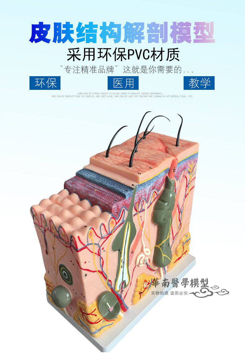 人体皮肤组织结构放大解剖模型美容整形立体皮肤模型皮肤放大70倍