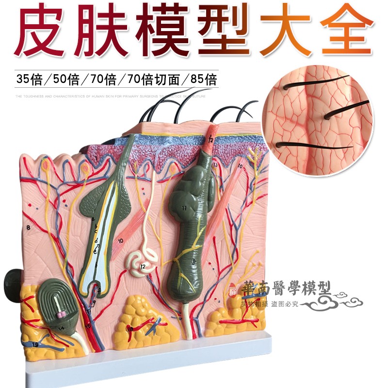 皮肤模型皮肤结构放大模型层次构造解剖微整形教学美容医学