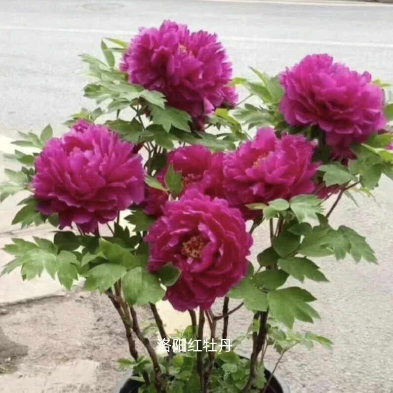 陈梅牡丹