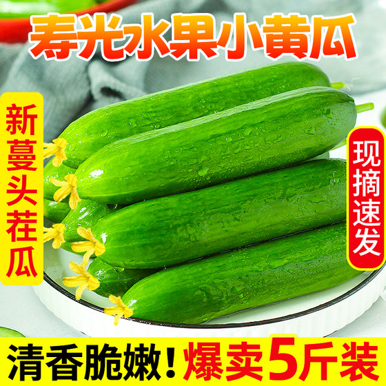 Shouguang Vegetables and Fruits Cucumbers Eat Raw, Crispy and Fresh 5 Jin [Jin is equal to 0.5 kg] Cucumber Holland's season thornless cucumbers are picked now