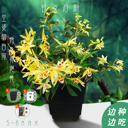 2021年3月5日更新【万能白菜价】的图片 第29张