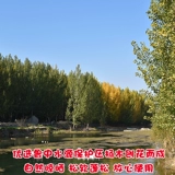 Молоток деревянный кусочек хлопчатобумажной мочи с песчаным кроликом золотой шелк шелк Кинчин, ковон, зимняя и летняя пыль материалы, опилки, опилки