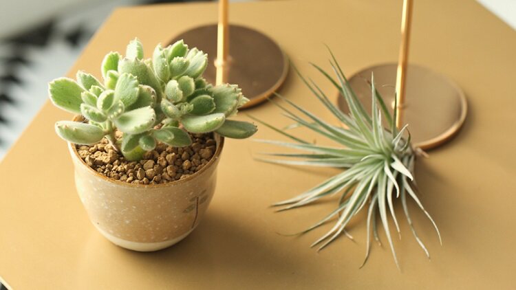 多肉植物有徒長跡象 趕緊辦辦它 淘寶海外