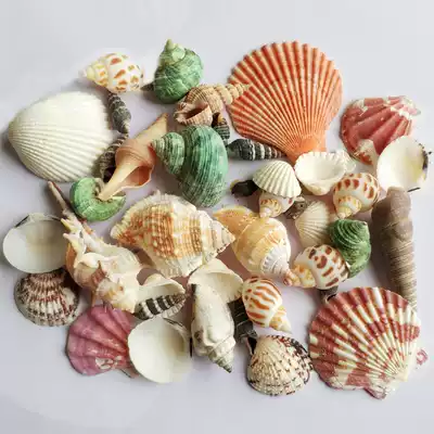 Natural shell conch starfish fish tank decoration landscaping Handmade diy drift bottle hermit crab shell small gift ornaments