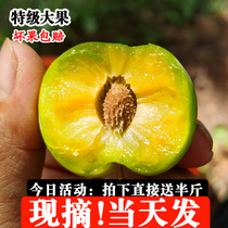 Guizhou Qingli Zi Fresh When Беременные Женщины Фрукты Sichuan Фрукты Sichuan Deframe Li Hollow Green Crisp Li Big Fruits Sweet and Crisp