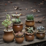 Платиновая нефритовая полинут горшок грубая керамика Anergue Family Ретро -зеленый растение мякоть с большим диаметром крупно -диаметров.