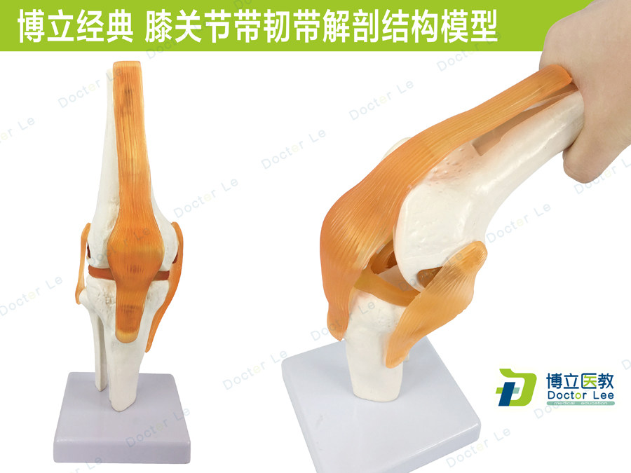 人体膝关节功能模型人体骨骼关节模型膝关节模型膝盖骨髌骨模型