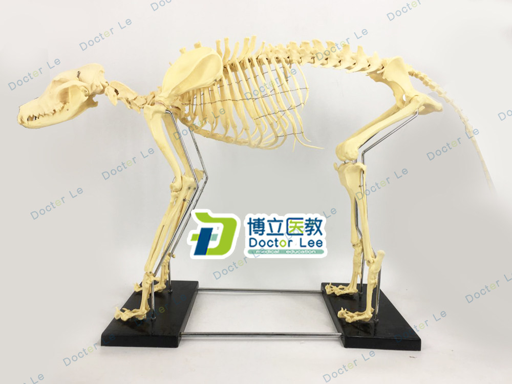 专业品质 大型仿真狗骨骼骨架模型 犬骨骼 教学演示模型 狗骨架骨