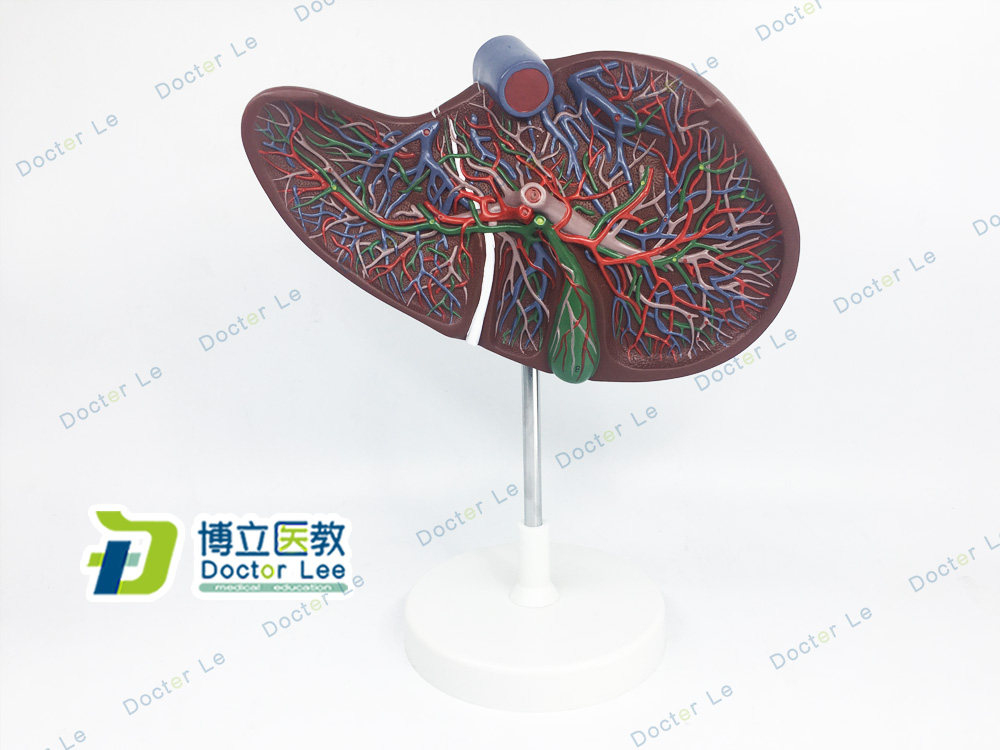 肝脏模型带血管 肝解剖 肝与胆囊放大模型 肝胆消化医用