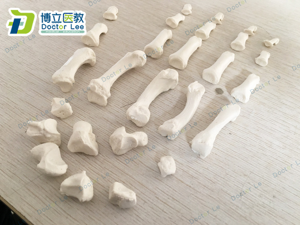 专业医学可替换标本手脚骨第一末端指节第二末端指节仿真散骨模型