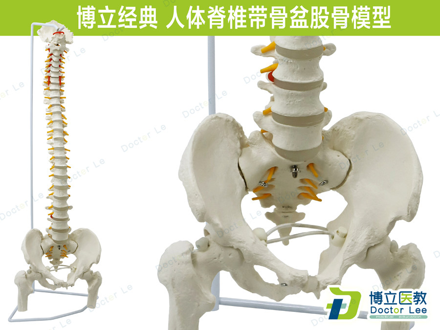 人体脊柱模型1:1正骨脊椎模型颈椎腰椎人体骨骼脊椎模型带骨盆