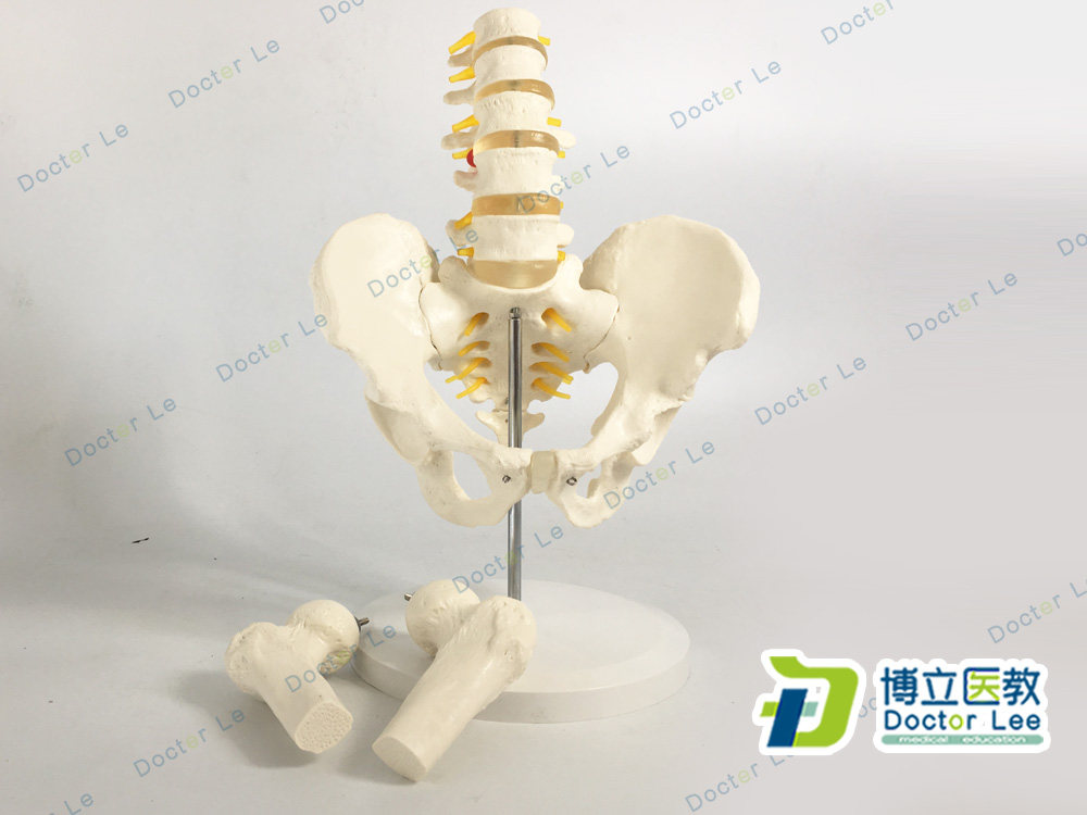 1比1骨盆模型 腰椎模型 股骨脊柱模型 盆骨 医用 解剖学模型