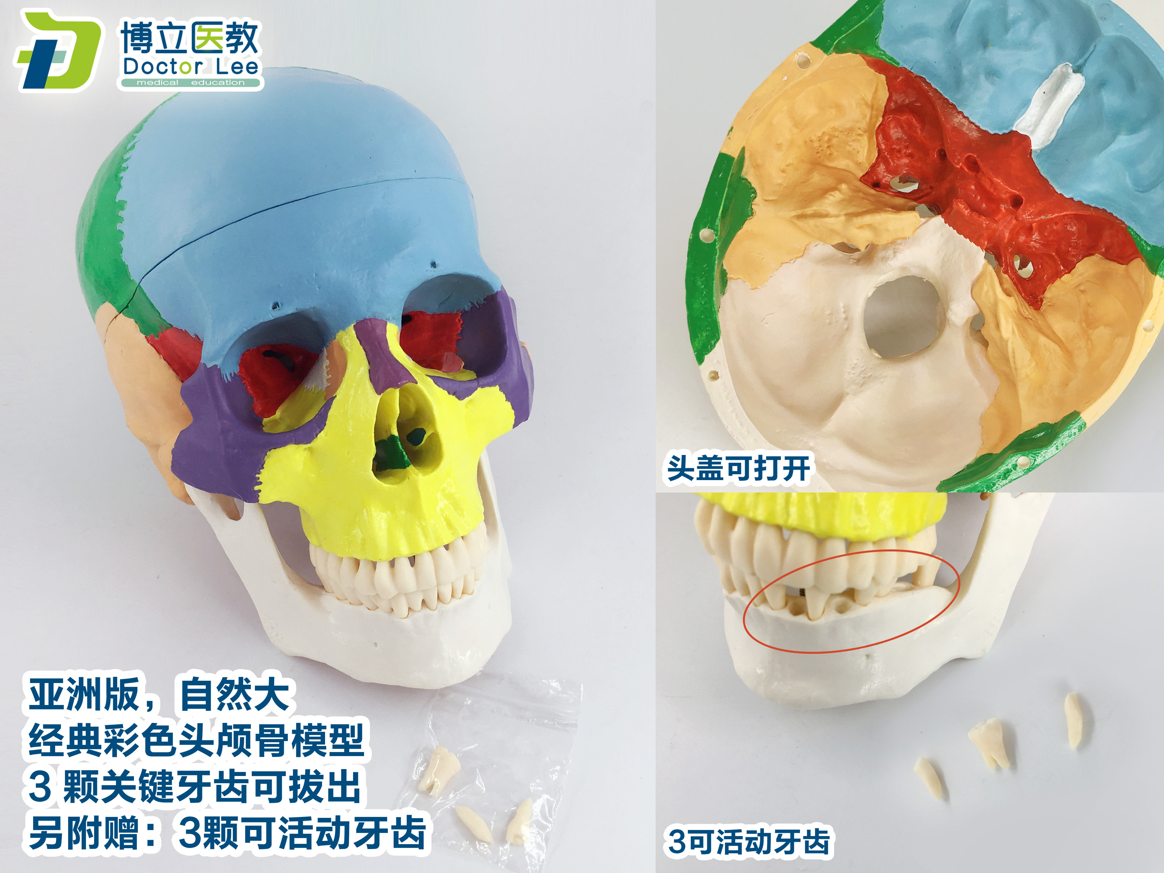 医用艺用头颅骨头骨教学仿真颅骨模型骷髅头模型彩色头颅着亚洲