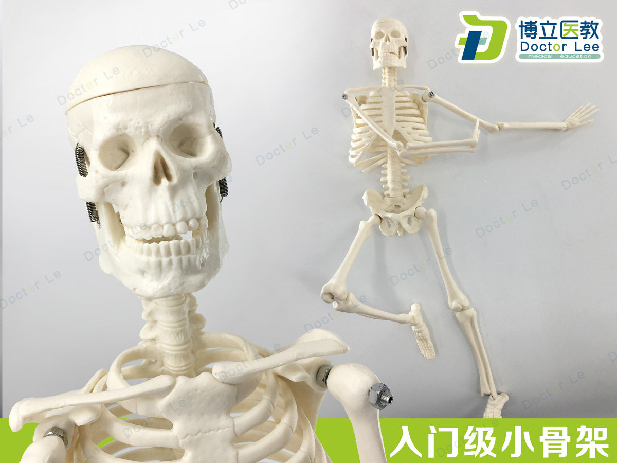 新款美术教学人体骨骼模型45cm小骨架模型可拆卸教学医用万圣节