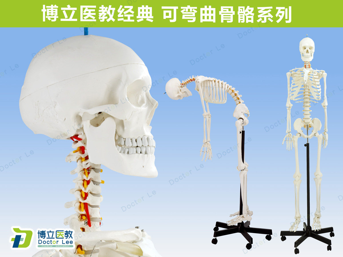 专业170cm人体骨骼 骨型可活动教学模型骨架模型 可拆卸正骨 瑜伽
