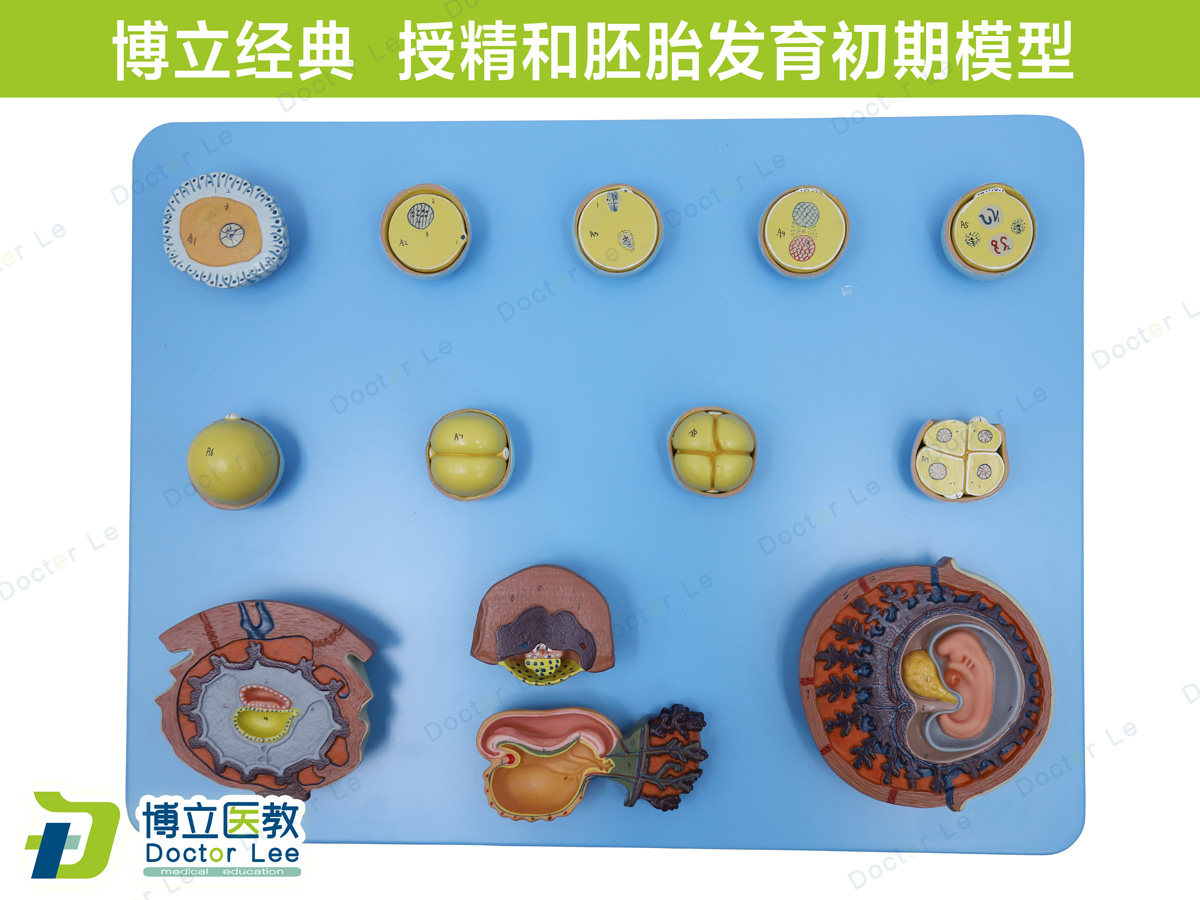 壬辰妇科教学模型 卵细胞受精模型 Doctor Lee静态模型 受精初期胚胎模型