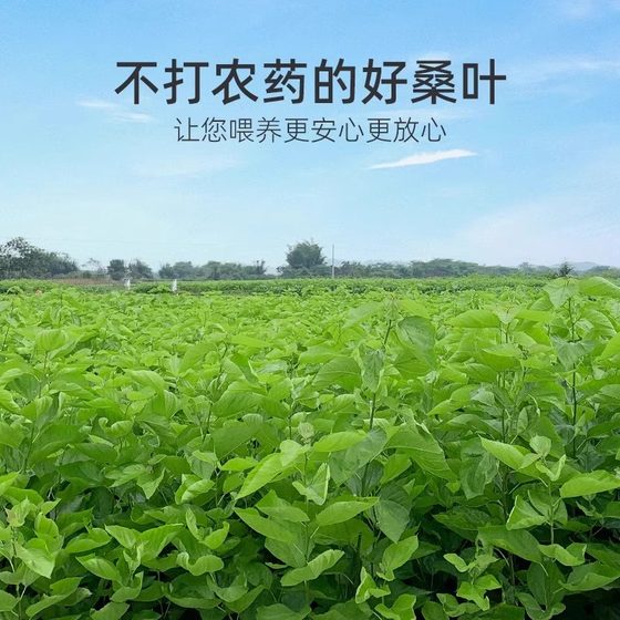 新鲜桑叶500g学生喂蚕宝宝幼虫养蚕套装工具现摘嫩叶活体蚕种饲养