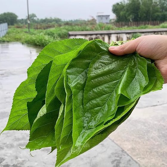 新鲜桑叶500g学生喂蚕宝宝幼虫养蚕套装工具现摘嫩叶活体蚕种饲养