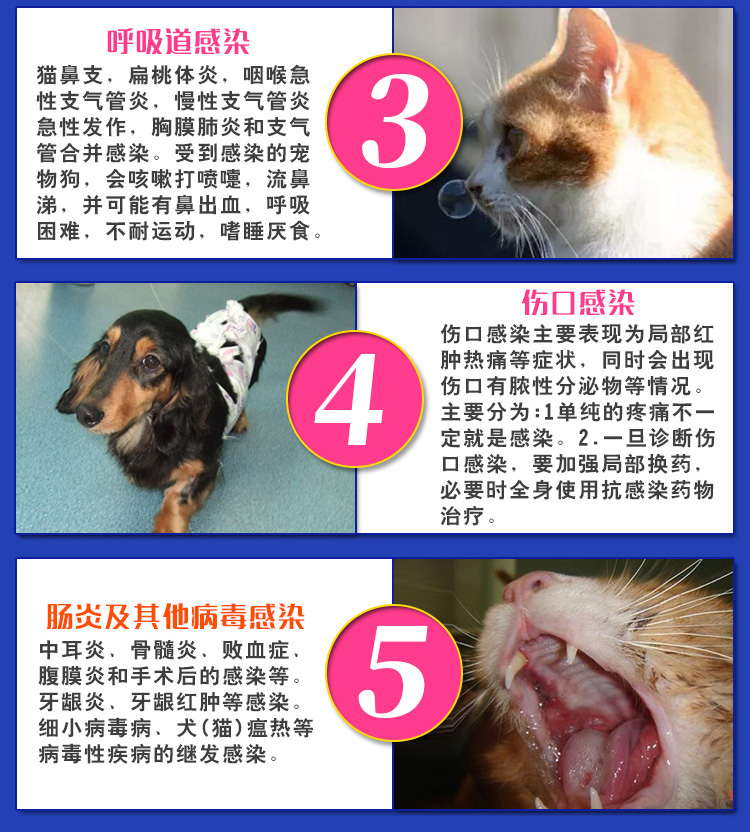 Pfizer Synulox sinuo 50mg chó mèo mũi mũi lạnh ho thuốc bệnh da nhiễm trùng 10 - Cat / Dog Medical Supplies xilanh tiêm