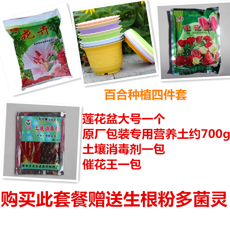 Lily trồng gói trong chậu trồng hoa hạt giống làm vườn cung cấp dinh dưỡng đất xanh trồng nhiều công thức ma trận thùng trồng rau thông minh