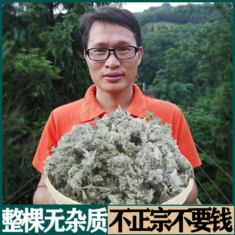 Dry Pint Now Picks Fresh Wild Vegetables When Season makes a cotton stretch of spring in rural hills, Chen Chinese herbal tea spring white Artemisia seedlings