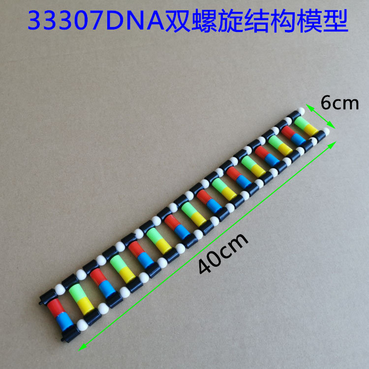 DNA双螺旋结构模型学生用生物脱氧核糖核酸生物遗传基因教学仪器