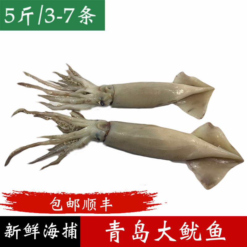 Squid Fresh Oversized Squid Fresh frozen Qingdao Seafood Aquatic Iron Plate Barbecue Fonds 5 catfish