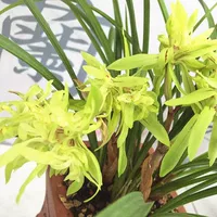 Купите 2, получите 1 бесплатно с 5 саженцами Хуакайфугуи.