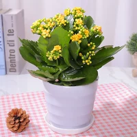 Большой горшок премиум-класса с желтыми цветами (горшок с горизонтальным рисунком) (Купите 2 и получите лейку в подарок)