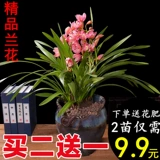 Орхидея горшечные растения в помещении цветы и зеленые растения в четырех сезонах орхидеи по имени орхидея ароматный ладан Тип Сон Сянгфей