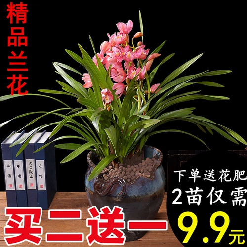 Орхидея горшечные растения в помещении цветы и зеленые растения в четырех сезонах орхидеи по имени орхидея ароматный ладан Тип Сон Сянгфей